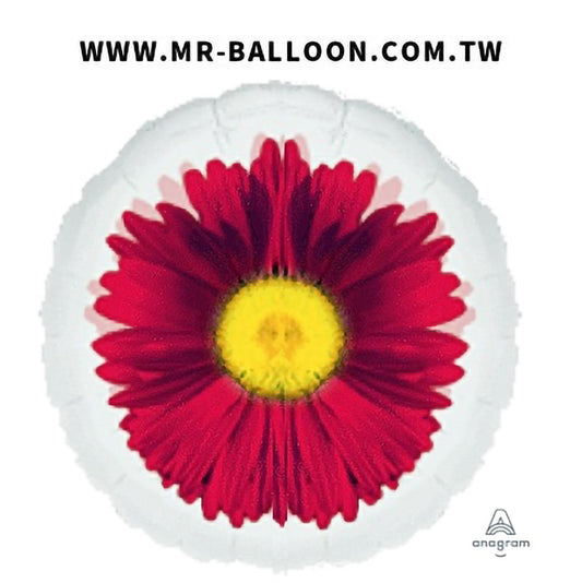 18吋透明桃紅雛菊45cm