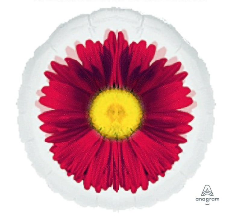 18吋透明桃紅雛菊45cm